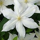 クレマチス ロコ コラ 12cm苗 白 【ジャックマニー系・新旧両枝咲き】四季咲き 中輪 clematis ホワイト