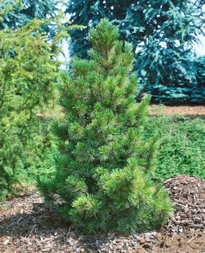Pinus cembra 50–60 cm – Winterhart, Immergrün, Pflegeleicht – Zirbelkiefer – Nadelbaum für Garten & Windschutz