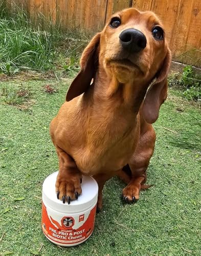 Daily Probiotics for Dogs - 120 Beef Flavored Soft Chews with Natural Pumpkin Powder for Healthy Gut & Sensitive Tummy. Reduces Scooting, Loose Stools, Smelly, Itchy Ears for Small, Medium, Large Dogs - Image 4