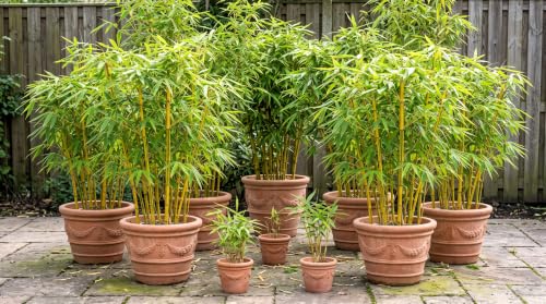 Image of Asian Yellow Lemon Bamboo Seeds- Air Purifier - Grow Indoor /Outdoor