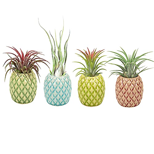 Mimeela 4 Pack Air Plant Holder Unique, Cute Pineapple Air Plant Stand Wall Planter, Ceramic Tillandsia Airplants Holders Hanging Wall Decor for Home Office (Pineapple-Small (1 x 2.1 in))