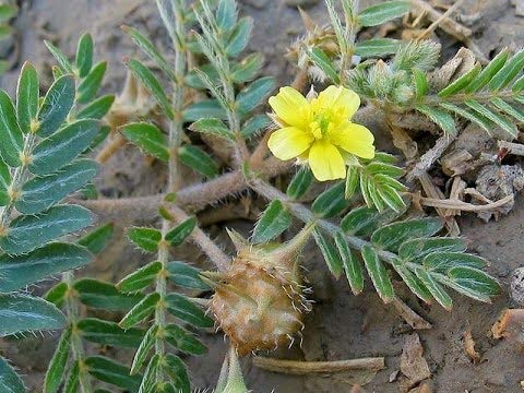 See full amazon price history chart for Gokhru""Bindii""Tribulus terrestris" Kata Herb Plant Pot Gokhru""Bindii""Tribulus terrestris" Kata Herb Plant Pot (B08WHX71QG) Amazon Price History, Amazon Price Tracker
