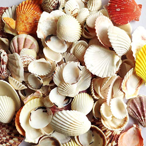 ARTIBETTER Conchas Do Mar Misturadas Conchas Do Mar da Praia Naturais para Diy Artesanato Enchimento