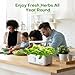 Ahopegarden Indoor Hydroponics Growing System: 10 Pods Garden Kit with LED Grow Light and Efficient Pump for Growing Fresh Herb/Lettuce/Tomatoes - Hydroponic Planter for Kitchen & Home Gardening