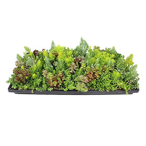 10 in. x 20 in. Sedum Groundcover Mat, Non-toxic Hardy Stonecrop for Landscaping, Live Succulents, Pet Friendly Plants for Cats & Dogs, Drought Resilient, Easy Care