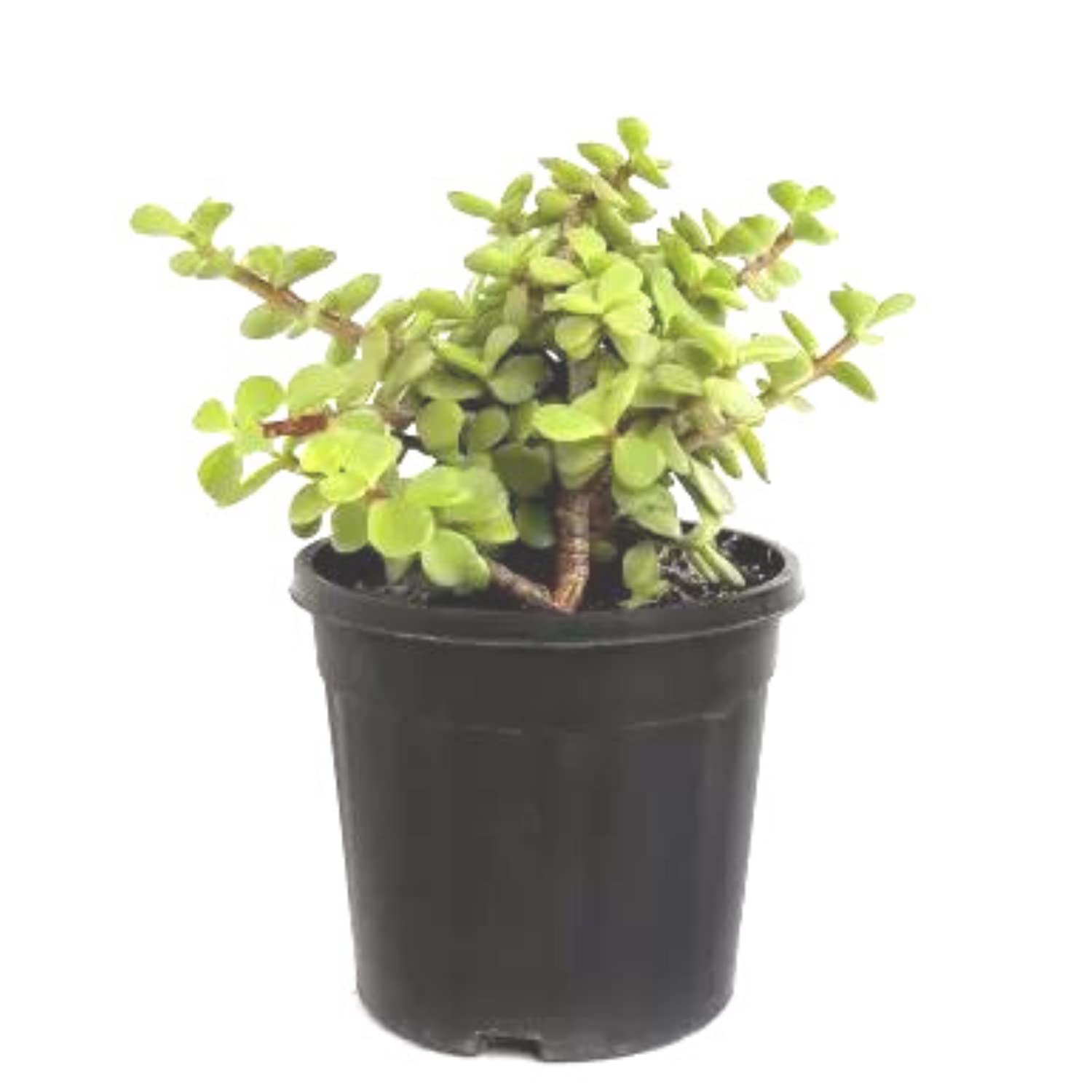 Earth Eagle Jade Plant(Crassula Ovata) Live Healthy Good Luck Indoor Plants For Home &Office Desk On PolyBag For Indoor Gardening (B09YP3T3ND) Amazon Price History, Amazon Price Tracker