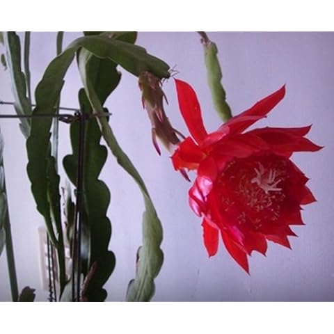 Two (2) Orchid Cactus (Epiphyllum) 8" Fresh Cuttings, Big Red Flower by Tang Store Cover