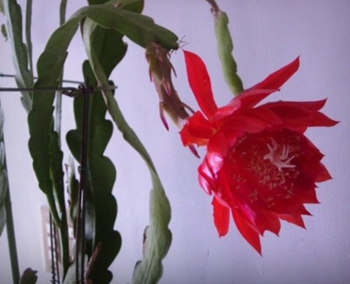 Four (4) Orchid Cactus (Epiphyllum) 8 Four (4) Orchid Cactus (Epiphyllum) 8