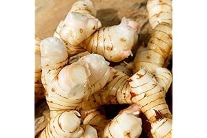 Fresh Galangal Rhizome for Culinary Delights and Herbal Remedies