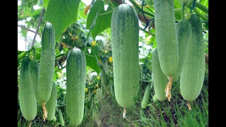Summer Salad Cucumber Seeds Hybrid F1 Salad Cucumber Seeds (pack of-70) (B0D9WMXYXB) Amazon Price History, Amazon Price Tracker