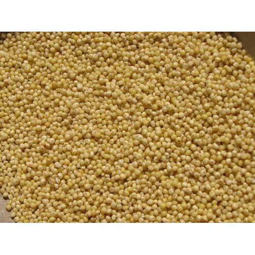 Swift River Grain Millet Seed Hulled Organic - 5 LB (Pack of 2)