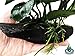 Greenpro (Anubias Barteri Butterfly) Anubias, Java Fern, Moss and More! Freshwater Live Aquarium Plants on Driftwood for Aquatic Tropical Fish Tank Decorations - Easy to Drop