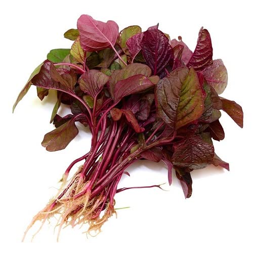 Amarnath Red Saag Vegetable Seeds Pack Of 30-40 Seeds For Your Garden, Good Germinating Organic Seeds, Suitable For Any Soil, Easy To Grow By ANGIOOUTLETS. (B09RPGM5SB) Amazon Price History, Amazon Price Tracker