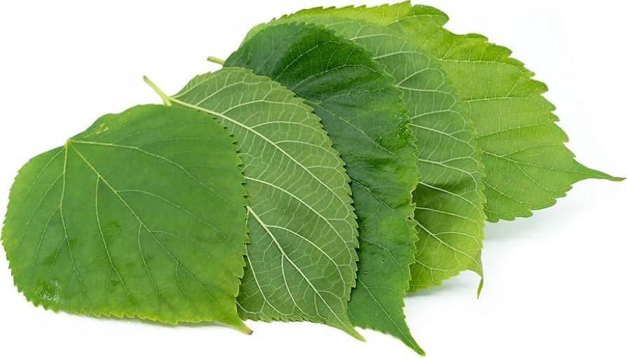 Mulberry Leaves Pack of 30 | Fresh Green Leaves, Pack of 30-image-19