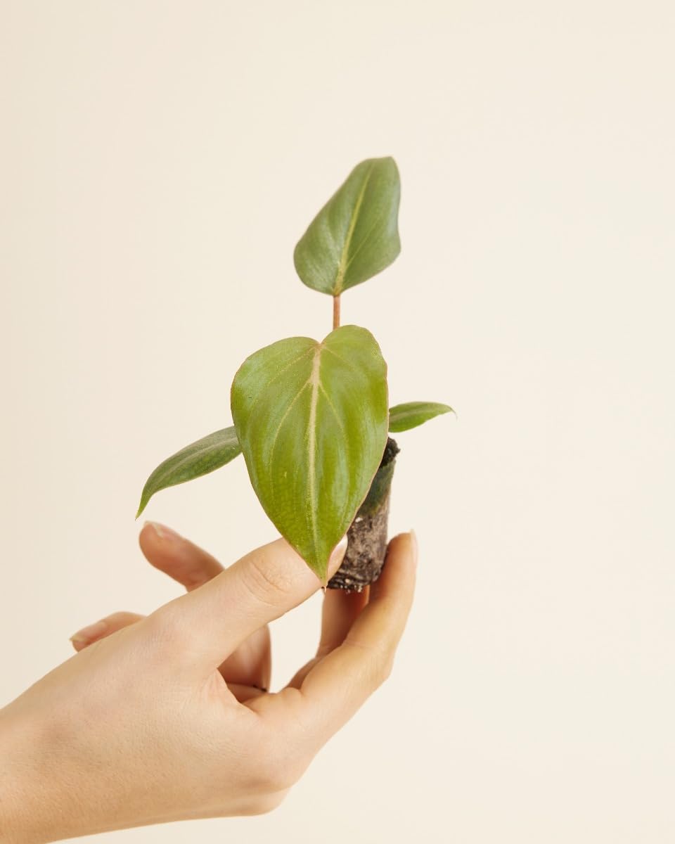 philodendron zebrina Philodendron stenolobum Seedling