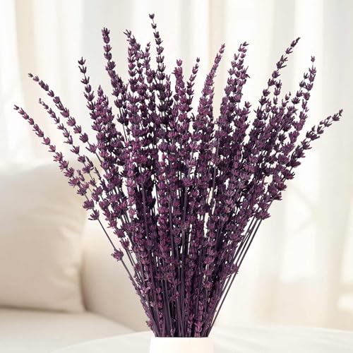 Dried Lavender Flowers Preserved Purple Lavender Bundle 15 -17 Natural Dried Flowers Bouquet for Wedding Vase Decor Home Fragrance Bathroom Photo Props Crafts 70g (2.5oz)