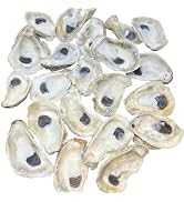 Oyster Shells for Crafts, (12pcs) 3