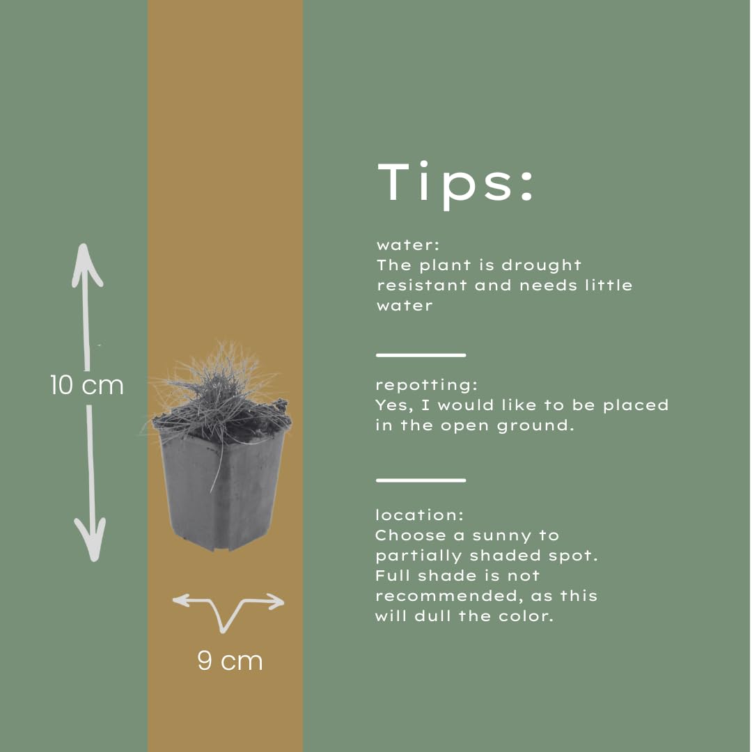 Festuca gautieri Kostrzewa ozdobna, 24 rośliny, Ø 9 cm, wysokość 10-25 cm, zimozielona trawa ozdobna – łatwa w pielęgnacji i przyjazna dla wysuszenia, do grządek i ogrodu skalnego