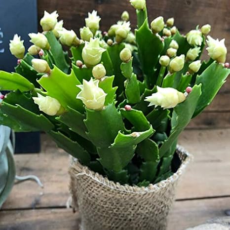 Amazon ホワイトローズ 希少 バラ咲き デンマークカクタス 観葉植物 オンライン通販 Amazon ホワイトローズ 希少 バラ咲き デンマークカクタス 観葉植物 オンライン通販