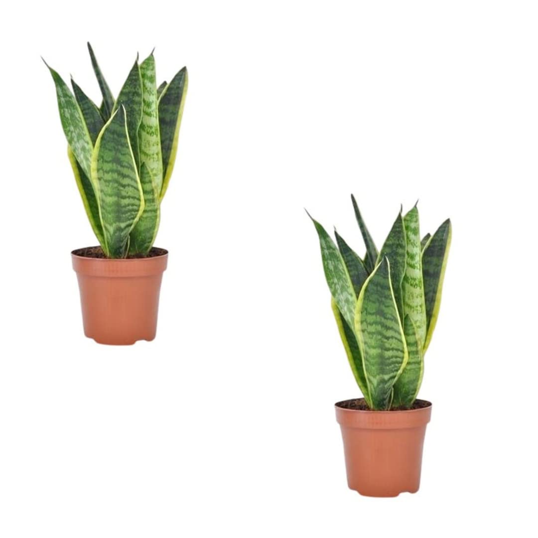 Sansevieria Fresh Live | Indoor Natural Air Purifier Indoor Snake Plant Pack of Two