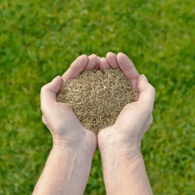 Semillas De Césped Para Zonas Costeras Y Calurosas - 1 Kg, Resistente A Sequía Y Salinidad