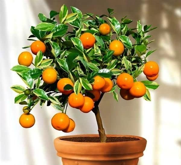 Miniatura 5 de Gardenera Mezcla de tierra prémium para árboles de mandarina la receta perfecta para cítricos saludables - 1 cuarto de galón