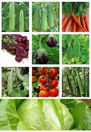 Ghiya Long, Kheera, Carrot Nantes, Beet Root, brinjal, Karela, dhari Tori, Tomato, bhindi, Cabbage kit by Seedscare India (10pkts/50+ Seeds)