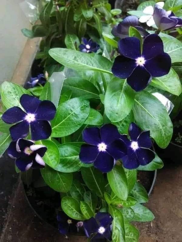 Ritz Farming� Vinca imported Blue flower seeds for your Home & Gardening Pack of 50-70 seeds (B0BS7523RT) Amazon Price History, Amazon Price Tracker