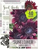 Seed Needs, Procut Red Sunflower Seeds - 40 Hybrid Seeds for Planting Helianthus annuus - Specialty F1 Hybrid, Great Cut Flower, Attracts Pollinators (1 Pack)