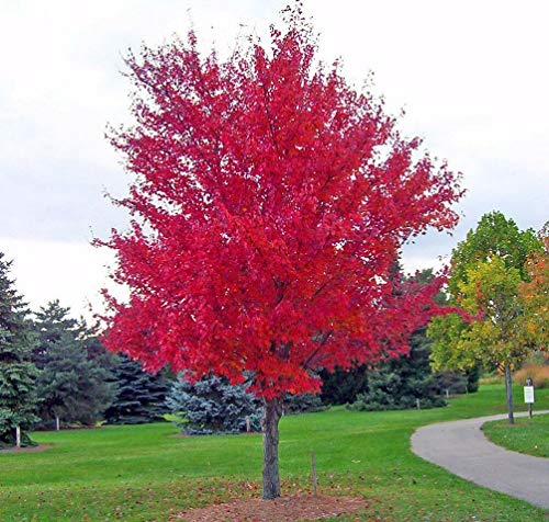 25 Seeds Siberian Maple Tree Acer Ginnala Scarlet Red Fall Leaves White Flower edlcy (Seeds)