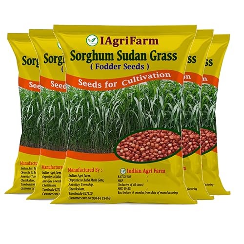 Image of lagrifarm Sorghum Sudan Grass Seeds - 5 Kg - Multi Cut Fodder Seeds for Forage, Hay, Pasture, Silage