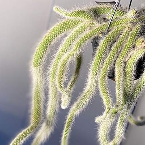 Amazon Co Jp 観葉植物 希少 サボテン ヒモサボテン ヒルデウィンテラ ホーム キッチン Amazon Co Jp 観葉植物 希少 サボテン ヒモサボテン ヒルデウィンテラ ホーム キッチン