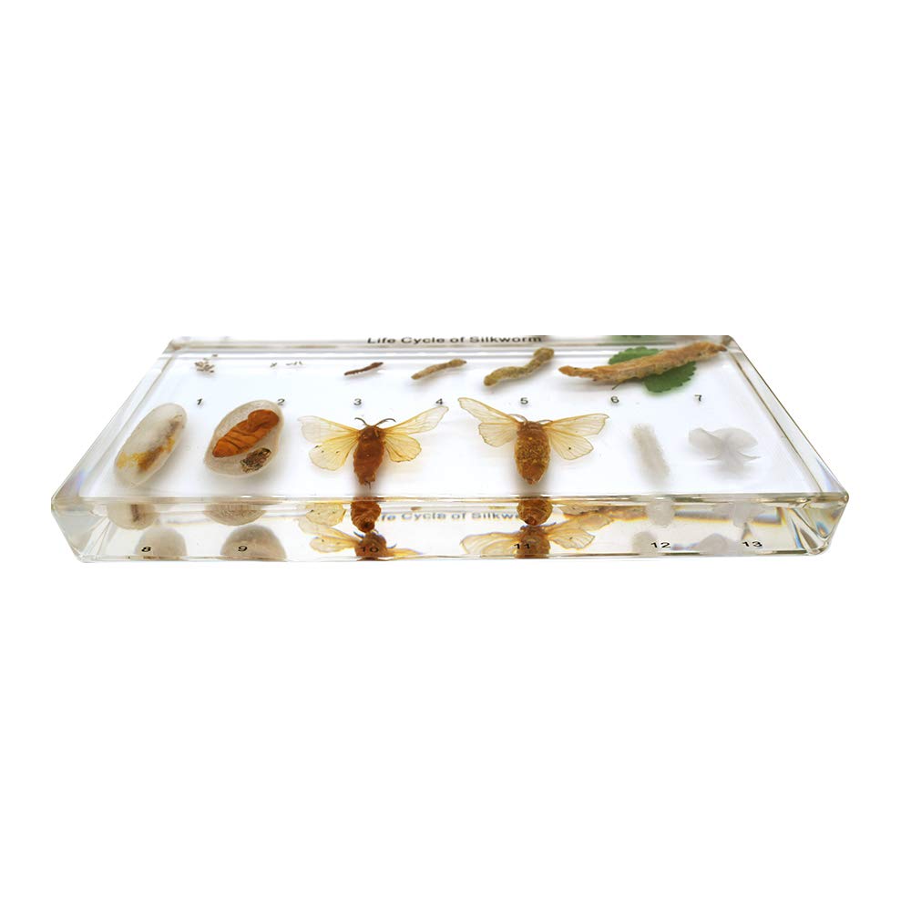 Life Cycle Story of Silkworm Entwicklung Specimens Zoology Animal Insect Embedding Specimen Science Classroom Taxidermy164 x 78 x 20 mm