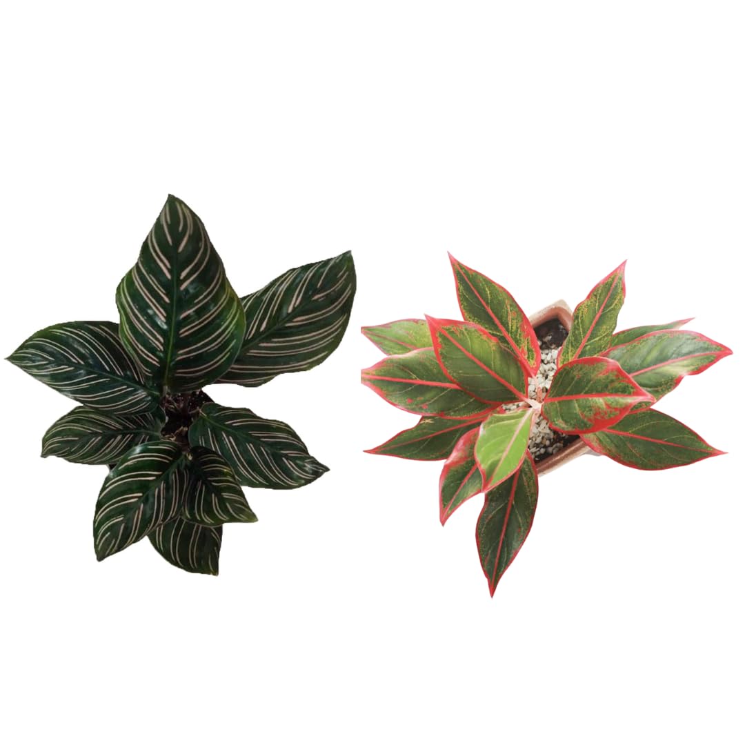 efeu hedera helix kaufen Efeu | Hedera helix 'Shamrock' main image 0