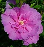 Lavender Chiffon Hibiscus syriacus 'Notwoodone' - Rose of Sharon-Proven Winners