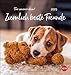 Hund und günstig Kaufen-Ziemlich beste Freunde Postkartenkalender 2025 - Für immer dein: Postkarten-Fotokalender mit Hunden und ihren Lieblingsstofftieren. Kleiner Kalender ... lustiger Sprüche. (Postkartenkalender Heye)