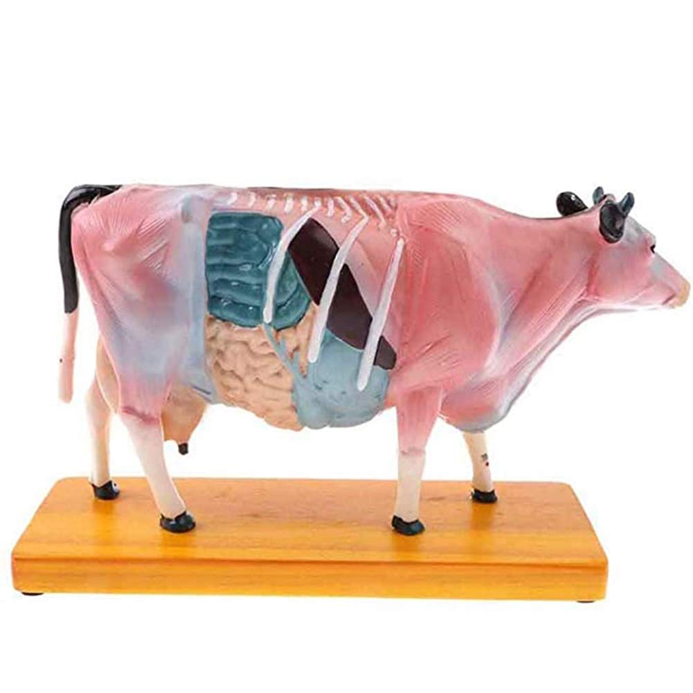 Sjdopulse Cattle Anatomical Model-Cattle Acupuncture Model-Animal Anatomical Model-68 Commonly Used Acupuncture Points On The Left Half Of The Cow