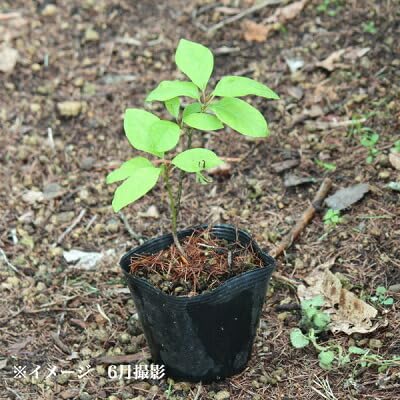 Amazon.co.jp: クロモジ 9～10.5cmポット苗 落葉樹/苗木/黒文字/高級