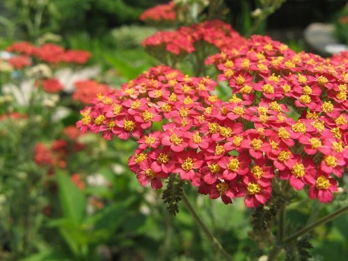 600 RED YARROW Achillea Millefolium Rubra Flower Seeds