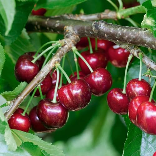Marshalls Garden Patio Cherry Van - Sweet red Dessert Cherry Tree Compact 1.2m 4ft Height