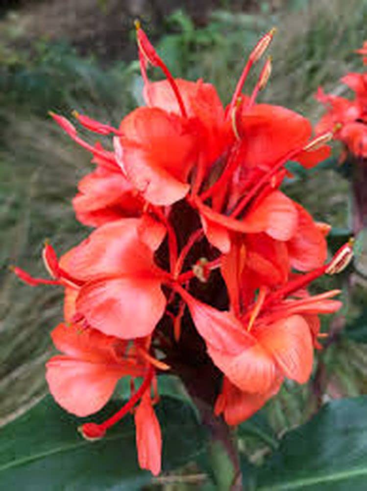 Hedychium/ginger lily flower bulbs for all season flower bulbs pack of 9 bulbs (Red) 100% germination flower bulbs by PLANTOGALLERY (B09B2MC1SR) Amazon Price History, Amazon Price Tracker