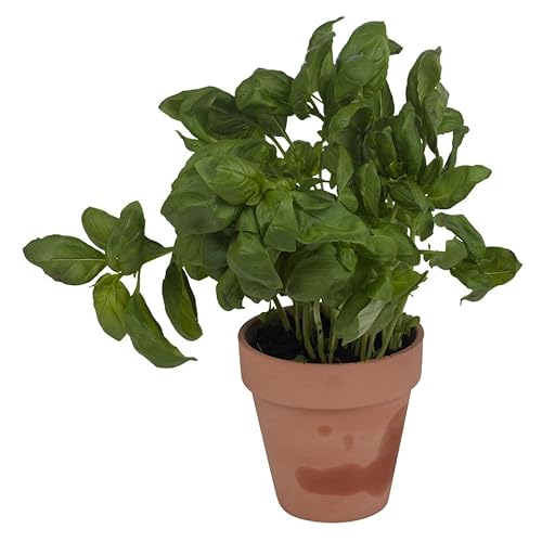 Urbnliving Terracotta Round Plant Pots With Drainage Hole - Set Of 3/6 Classic Design Garden Flower Planters, Ideal For Indoor And Outdoor Use, Durable Flower Pots For Home And Garden Deco (6X Small) - 7