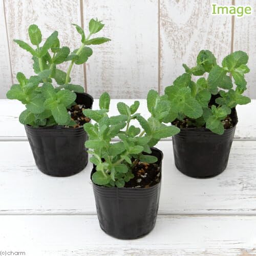 Amazon.co.jp: （観葉植物）ハーブ苗 ミント アップルミント 3号（1