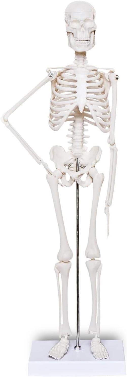 Human Anatomical Model Kit Anatomy Model Set Teaching Tool 45CM Skeleton Model for Science Education Research