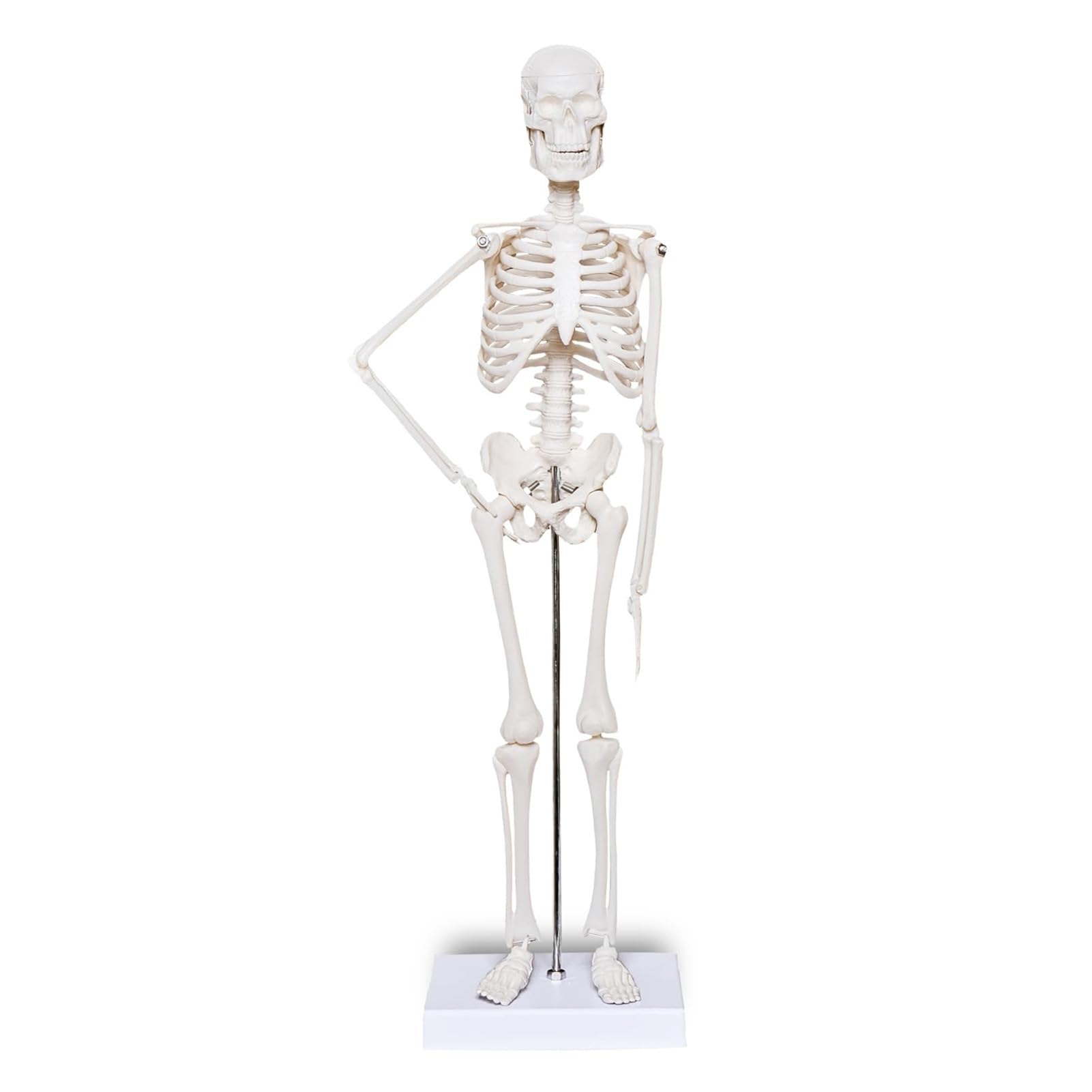 Zestaw Modeli Ciała Ludzkiego Odpinany Szkielet Tułowia Zestaw Anatomiczny Serca do Nauczania Medycznego Materiał PVC Przyjazny dla środowiska dla Kursu Zdrowotnego