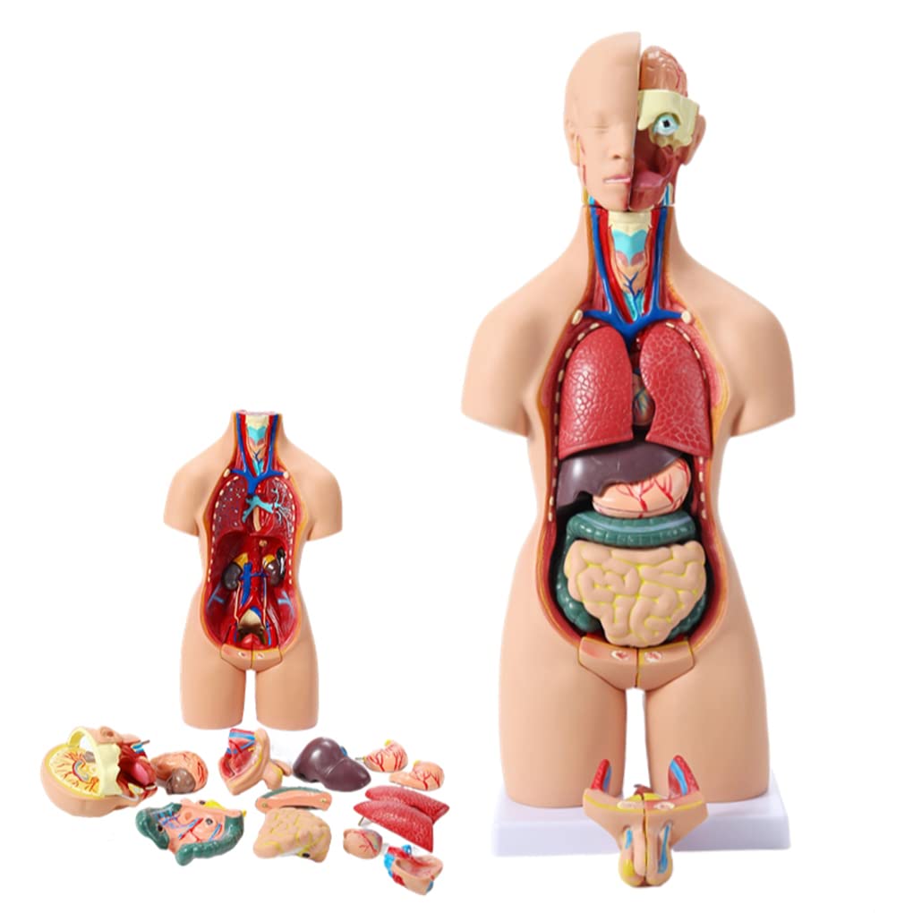 UIGJIOG 19 Parts Dual-Sex Human Torso Open Back Exposes Muscular Layers  55Cm Human Torso Model 3D Body Model Anatomy Doll with Removable Organs  Study ...
