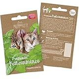 Pretty Kitty Katzenminze Samen: Premium Catnip Katzenminze Saatgut zur Anzucht Katzenminze Pflanzen, 1.000x Nepeta Cataria Samen für Topf und Garten