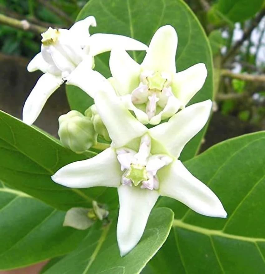 Image of Safed Aak Plant (Calotropis Gigantea) Live Plant | Ornamental Flowering Shrub for Home Garden | Outdoor Medicinal Plant | White Aak Madar Plant for Terrace, Lawn & Landscape Gardening