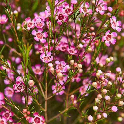 50pcs Fresh Pink Wax Flower Seeds