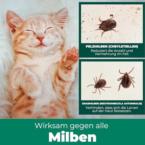 Silberkraft Milbenspray Katzen 500ml - Effektives Anti Milben Spray für Katzen - Milbenbefall behandeln Ohrmilben Räudemilben Katzenmilben